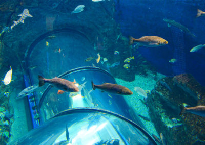ph-aquarium-du-quebec-g