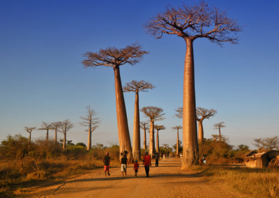 Baobab-Adansonia-grandidieri
