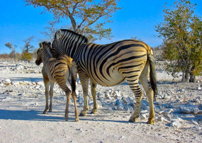 1200px-Zebras_Etosha_Namibia(1)