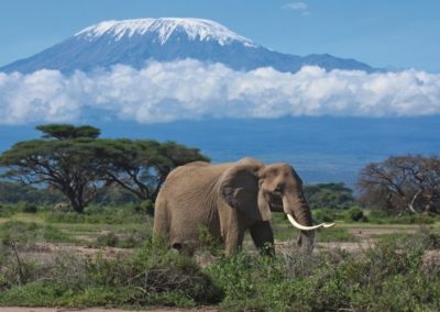 191159-kilimandjaro-elephant-dans-la-region