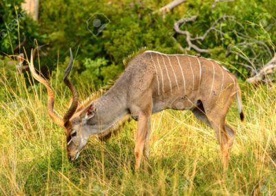 84756958-antelope-kudu-en-la-reserva-de-caza-moremi-delta-del-río-okavango-parque-nacional-botswana
