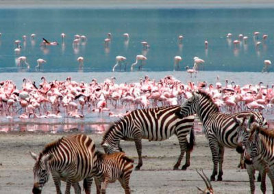 Lake-Nakuru-Zebras-1