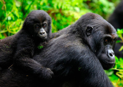 gorilas-orientales-de-llanura