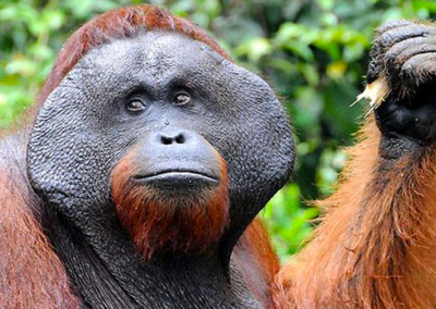 orangutan-borneo-1.png.imgw.1280.1280