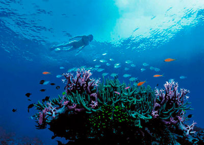 barrera-coral