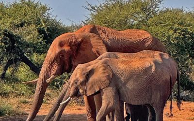 SAFARI EN AFRICA